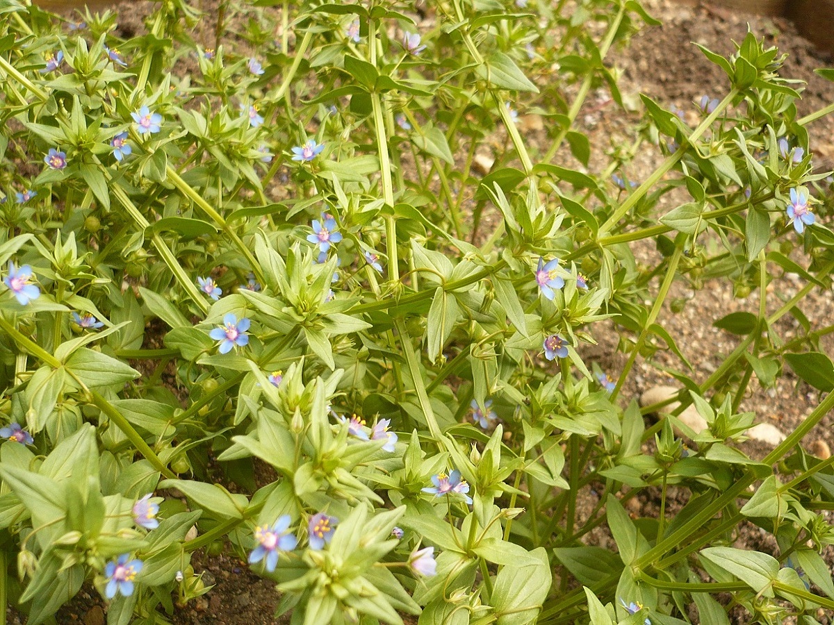 Lysimachia foemina (Primulaceae)